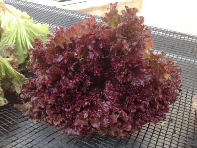 V Seed Lettuce Red Seed(20 per packet)