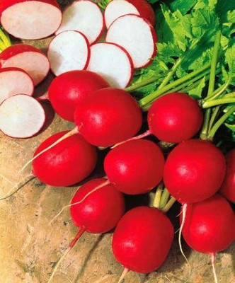 XOLDA Red Round Radish Vegetable Seed(11 per packet)