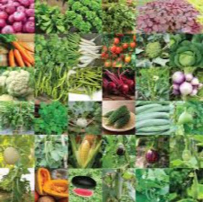 sporos GREEN CHILLI Seed(20 per packet)