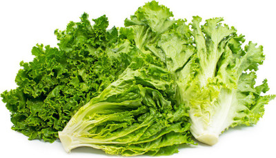 Paudha Lettuce Curly Seed(24 per packet)