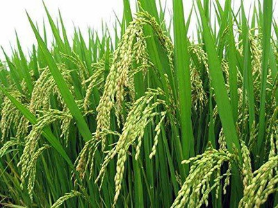 VISION CRAFTED Rice Paddy Seed for Sowing - Pure Pusa Basmati Seeds -1509 Variety - 2 KG Seed(2 per packet)