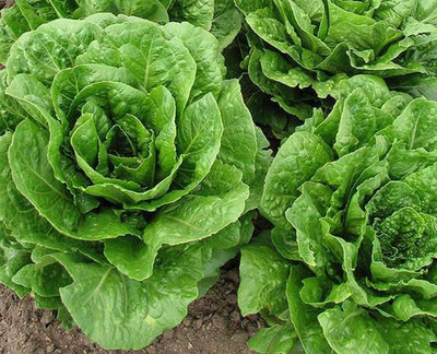 XOLDA Lettuce Seed(25 per packet)