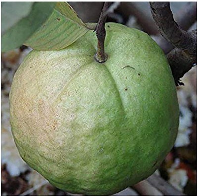 Grinian Guava Plant(Hybrid, Pack of 1)