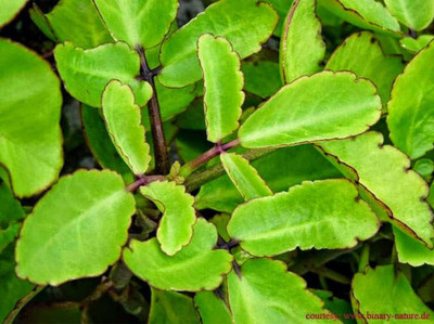 saraswati traders Bryophyllum Pinnatum/Patharchatta Plant(Hybrid, Pack of 1)