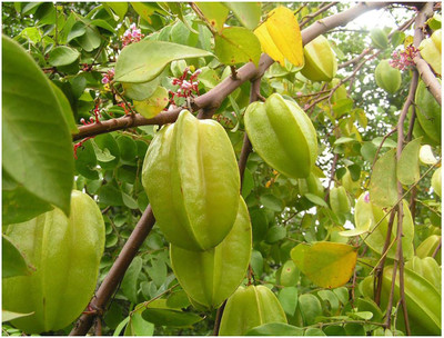 saraswati traders ZZ Plant(Hybrid, Pack of 1)