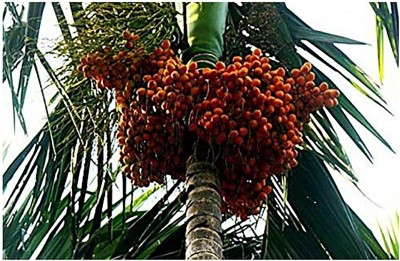 KUMUBON Betel Nut/Supari Plant(Hybrid, Pack of 1)