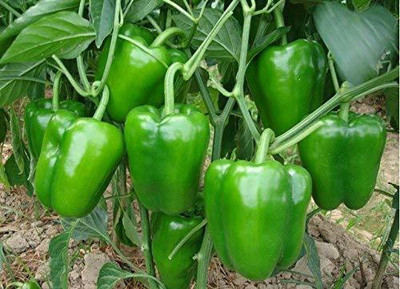 CYBEXIS GBPUT-27 - Hybrid Vegetable Green Capsicum - (1350 Seeds) Seed(1350 per packet)