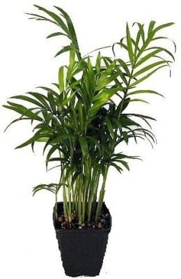 Nursery n Pots Storee Chamaedorea Plant(Pack of 1)