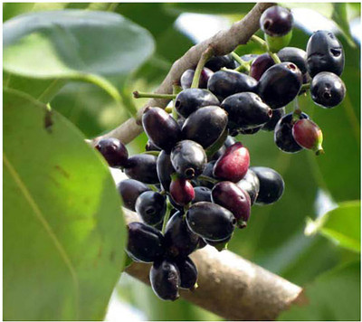 saraswati traders Jamun Plant(Hybrid, Pack of 1)