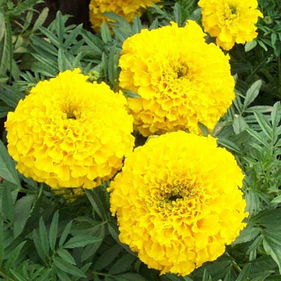 SS ONLINE Mari Gold Seed Seed(10 per packet)