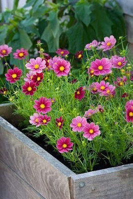 VibeX NBIR-76 - Flower : Dwarf Cosmos For Hanging Exotic - (90 Seeds) Seed(90 per packet)