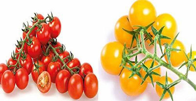 MKR Enterprises Tomato Seed(1750 per packet)