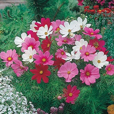 KANAYA Cosmos Seed(70 per packet)