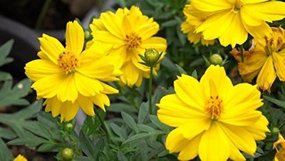 VibeX XL-29 - Yellow Cosmos (Summer) Flower - (90 Seeds) Seed(90 per packet)