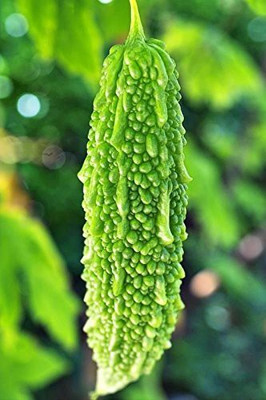 CYBEXIS VVI-55 - Bitter Gourd (Karela) - (900 Seeds) Seed(900 per packet)