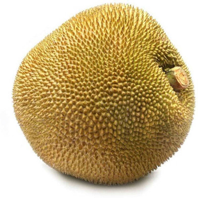 JD DAS AND SONS PLANTS Jack Fruit Plant(Hybrid, Pack of 1)