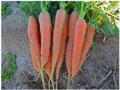 VibeX carrot Seed(125 per packet)