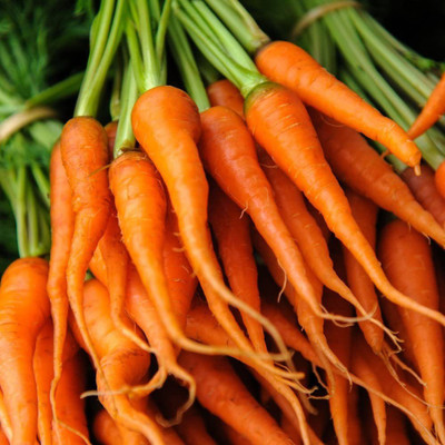 WILLVINE Carrot F1 Seeds - Daucus carota Seed(250 per packet)