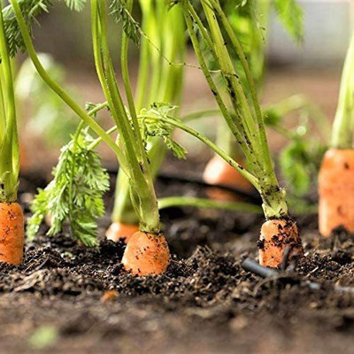 VibeX VXI-767-Carrot 'Romance' Super Seeds Seed(300 per packet)