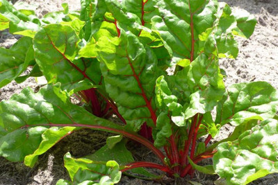 XOLDA Swiss Chard Red Seed(42 per packet)