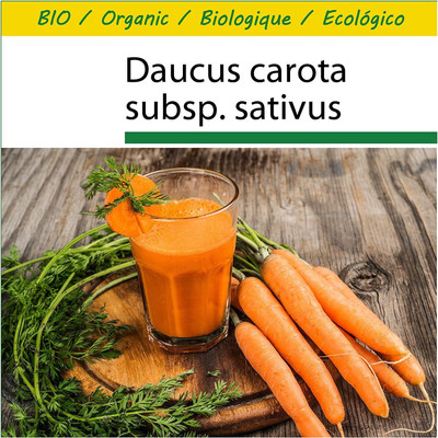 VibeX Carrot Seed(200 per packet)