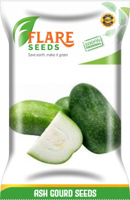 FLARE SEEDS ASH GOURD Seed(50 per packet)
