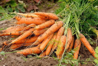 VibeX carrot Seed(600 per packet)