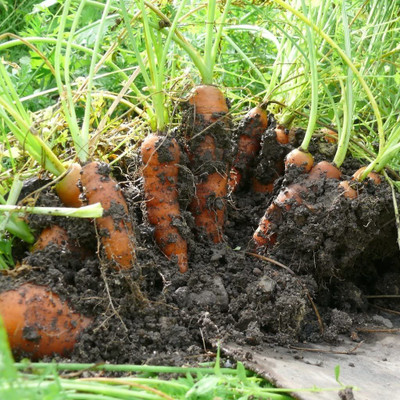 VibeX Carrot Seed(500 per packet)