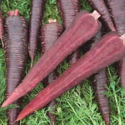 VibeX carrot Seed(150 per packet)