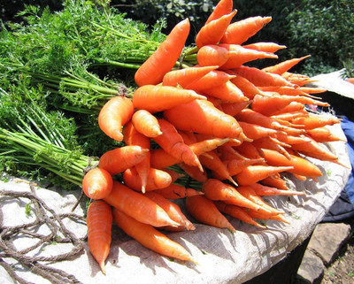 VibeX Carrot Seed(1500 per packet)