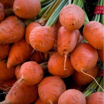 VibeX carrot Seed(150 per packet)