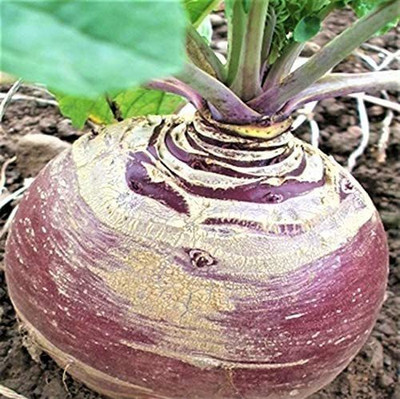 VibeX Carrot Seed(1000 per packet)