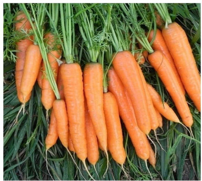 VibeX Carrot Seed(75 per packet)