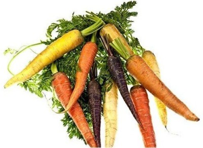 VibeX XLI-1454-Carrot - Variety Mix with Multi - Coloured Roots - Seeds Seed(100 per packet)