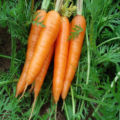 VibeX carrot Seed(1500 per packet)