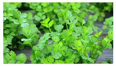 EVY Coriander Green Seed(100 per packet)