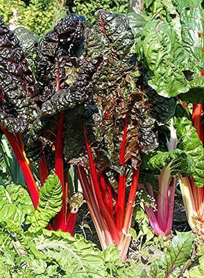 VibeX Spinach Seed(500 per packet)