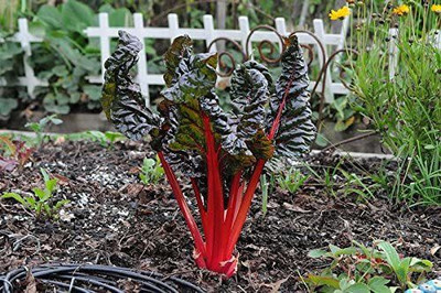 VibeX ® LXI-764-Rhubarb RED Swiss Chard Perpetual Spinach Seed(250 per packet)
