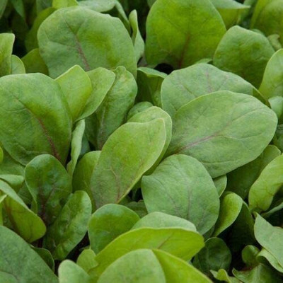 VibeX XII-150-Baby Leaf Spinach Red Kitten F1 Seed(125 per packet)