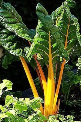 VibeX ® LXI-1134-Yellow Canary Swiss Chard Beta Vulgaris Perpetual Spinach Vegetable Seeds Seed(75 per packet)