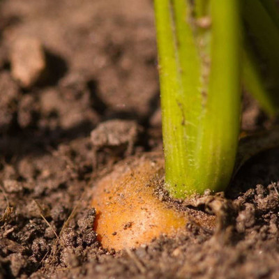 VibeX Carrot Seed(25 per packet)
