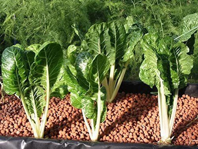 VibeX ™ LXI-1449-Spinach SWISS CHARD Seed(2250 per packet)
