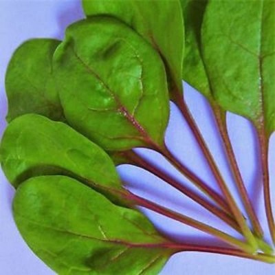 CYBEXIS Spinach Rubino F1 Seeds1000 Seeds Seed(1000 per packet)