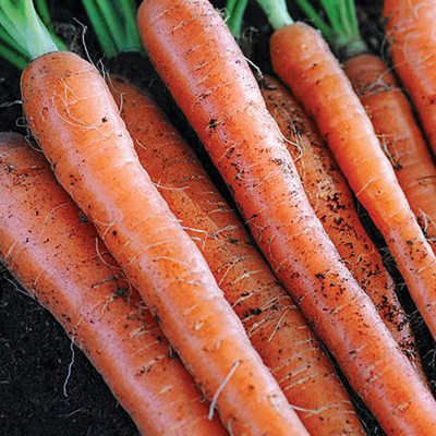 VibeX carrot Seed(50 per packet)