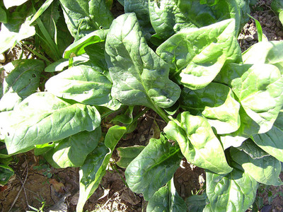 VibeX ™ CBZ-347-SPINACH French Spinacia Oleracea Vegetable Seeds Seed(2250 per packet)