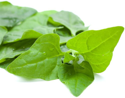 WILLVINE ™Hybrid New Zealand Spinach Seeds - Tetragonia expansa Seed(1000 per packet)