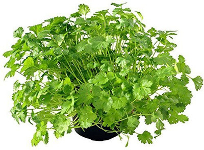 Earth Angels Coriander Seeds 1000+ seeds Seed(1000 per packet)