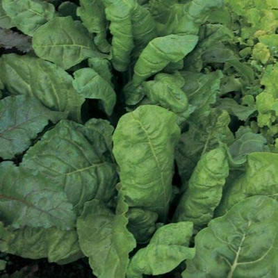 VibeX Spinach Seed(100 per packet)