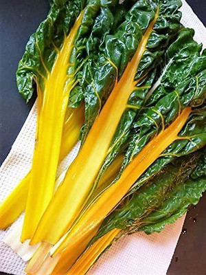 VibeX ® CBZ-1142-Swiss Chard Spinach Vegetable Seeds Seed(100 per packet)