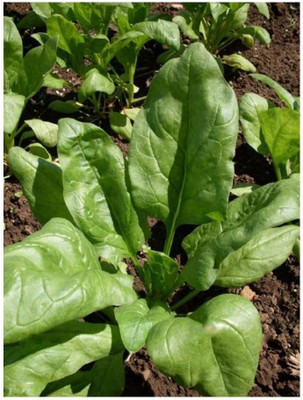 WILLVINE Spinach Matador - Seeds (Organic) Seed(500 per packet)